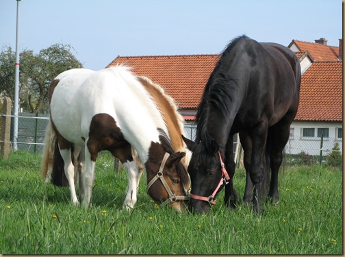 frühling