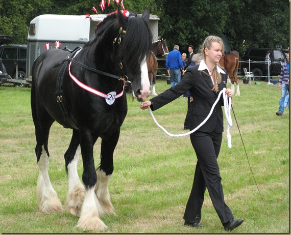 ShireHorses,Fohlenschau Wiensen......2011 061