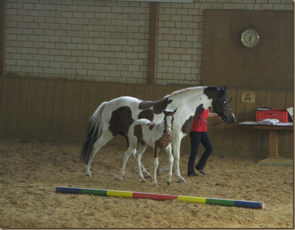 ShireHorses,Fohlenschau Wiensen......2011 091