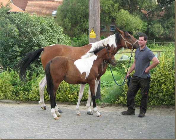 ShireHorses,Fohlenschau Wiensen......2011 129