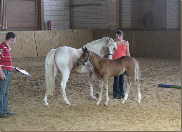 ShireHorses,Fohlenschau Wiensen......2011 137