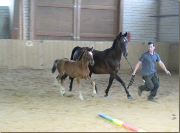 ShireHorses,Fohlenschau Wiensen......2011 157