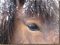 winter pferd