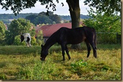 Weide bei Demann Spätsommer 010