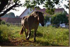 Weide bei Demann Spätsommer 014