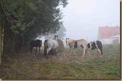 Weide bei Demann Spätsommer 053