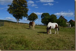 Stallbilder 20.09.16 011