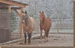 Stallweihnachtsfeier 2016 037