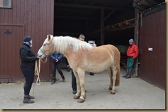 Cyrano neu und pferdewaage 2017 027