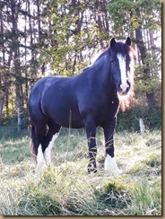 Handy Frühjahr 2019 003