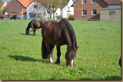 DSC_0968 DSC_0968