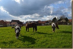 DSC_0982 DSC_0982
