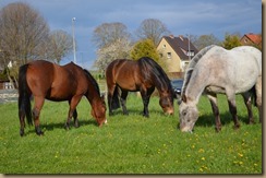 DSC_0989 DSC_0989